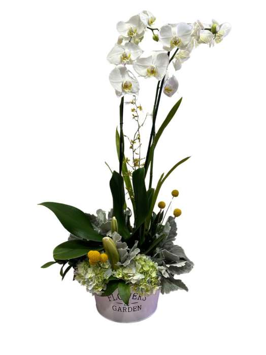 Arreglo Orquídea Blanca